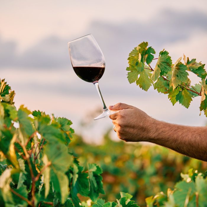 Vertical shot of a person holding a glass of wine in the vineyard under the sunlight